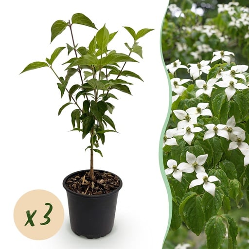 "Chinesischer Blumenhartriegel (Cornus kousa) – winterharter Blütenstrauch, Höhe ca. 12 cm image"