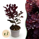 Gartenpflanze – Cotinus coggyria ‚Lilla‘ – Lila – 3 Pflanzen – Laubabwerfend – Pflegeleicht – Topf 12 cm, Höhe 35 cm