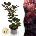 Gartenpflanze - Cotinus coggyria Royal Purple - Lila - 3 Pflanzen - Laubabwerfend - Wenig Pflege - Topf 12cm Höhe 35cm