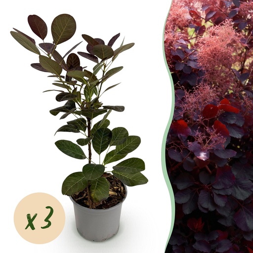 "Perückenstrauch (Cotinus coggygria) – winterharter Zierstrauch, Höhe ca. 12 cm image"