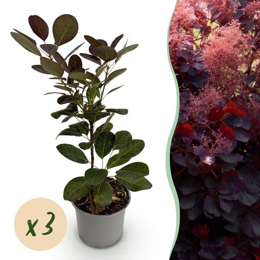 "Perückenstrauch (Cotinus coggygria) – winterharter Zierstrauch, Höhe ca. 12 cm image"