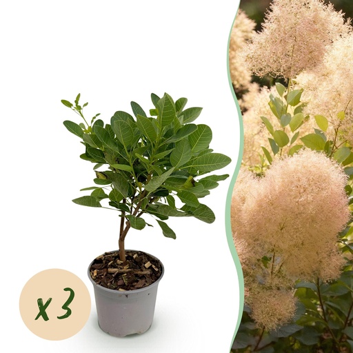 "Gartenpflanze - Cotinus coggyria Young Lady - Grün 3 Pflanzen - Laubabwerfend - Wenig Pflege - Topf 12cm Höhe 35cm image"