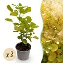 Gartenpflanze - Cotinus coggyria Golden Spirit - Gelb - 3 Pflanzen - Laubabwerfend - Pflegeleicht - Topf 12cm Höhe 35cm