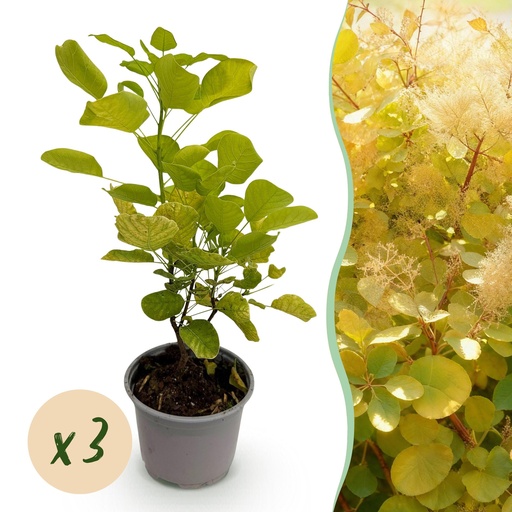 "Gartenpflanze - Cotinus coggyria Golden Spirit - Gelb - 3 Pflanzen - Laubabwerfend - Pflegeleicht - Topf 12cm Höhe 35cm image"