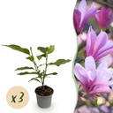 Gartenpflanze - Magnolia Betty - Blüte Weiß - 3 Pflanzen - Laubabwerfend - Wenig Pflege - Topf 12cm Höhe 30cm