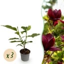 Gartenpflanze - Magnolia Genie - Blüte Lila - 3 Pflanzen - Laubabwerfend - Wenig Pflege - Topf 12cm Höhe 30cm