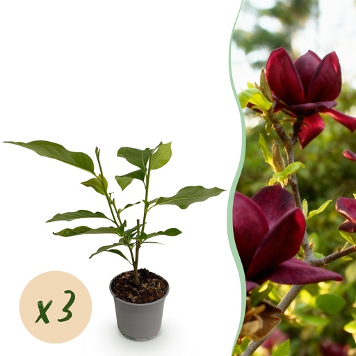 "Gartenpflanze - Magnolia Genie - Blüte Lila - 3 Pflanzen - Laubabwerfend - Wenig Pflege - Topf 12cm Höhe 30cm image"