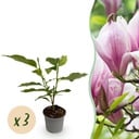 Gartenpflanze - Magnolia George Henry Kern - Blüte Rosa - 3 Pflanzen - Laubabwerfend - Wenig Pflege - Topf 12cm Höhe 30cm