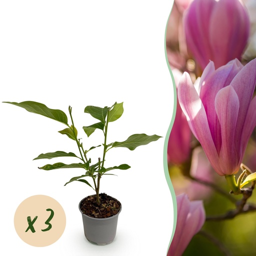 "Gartenpflanze - Magnolia Heaven Scent - Blüte Rosa - 3 Pflanzen - Laubabwerfend - Wenig Pflege - Topf 12cm Höhe 30cm image"