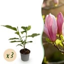 Gartenpflanze - Magnolia Ricki - Blüte Rot - 3 Pflanzen - Laubabwerfend - Wenig Pflege - Topf 12cm Höhe 30cm