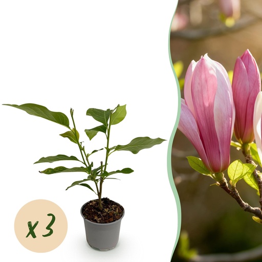 "Gartenpflanze - Magnolia Ricki - Blüte Rot - 3 Pflanzen - Laubabwerfend - Wenig Pflege - Topf 12cm Höhe 30cm image"