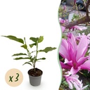 Gartenpflanze - Magnolia Susan - Blüte Lila - 3 Pflanzen - Laubabwerfend - Wenig Pflege - Topf 12cm Höhe 30cm