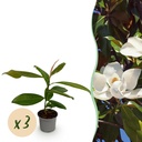Gartenpflanze - Magnolia grandiflora - Blüte Weiß - 3 Pflanzen - Immergrün - Wenig Pflege - Topf 12cm Höhe 30cm