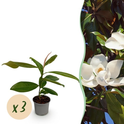"Gartenpflanze - Magnolia grandiflora - Blüte Weiß - 3 Pflanzen - Immergrün - Wenig Pflege - Topf 12cm Höhe 30cm image"