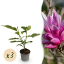 Gartenpflanze - Magnolia liliiflora Nigra - Blüte Lila - 3 Pflanzen - Laubabwerfend - Wenig Pflege - Topf 12cm Höhe 30cm