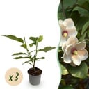 Gartenpflanze - Magnolia sieboldii - Blüte Weiß-Rot - 3 Pflanzen - Laubabwerfend - Wenig Pflege - Topf 12cm Höhe 30cm