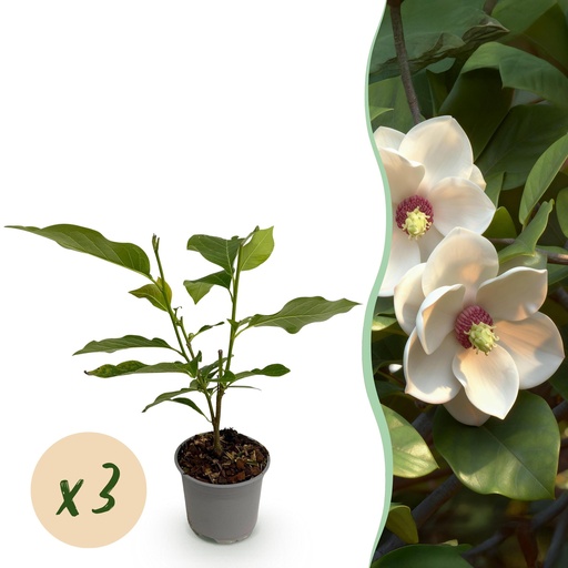 "Sommermagnolie (Magnolia sieboldii) – winterharter Großstrauch, Höhe ca. 12 cm image"