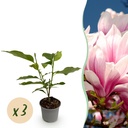Gartenpflanze - Magnolia soulangeana - Blüte Rosa - 3 Pflanzen - Laubabwerfend - Wenig Pflege - Topf 12cm Höhe 30cm