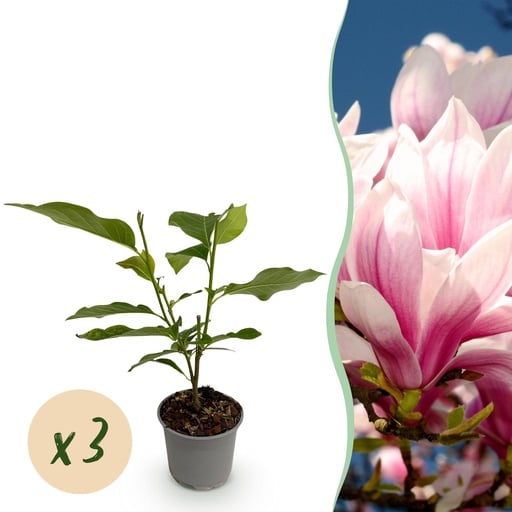 "Gartenpflanze - Magnolia soulangeana - Blüte Rosa - 3 Pflanzen - Laubabwerfend - Wenig Pflege - Topf 12cm Höhe 30cm image"
