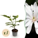 Gartenpflanze - Magnolia stellata Royal Star - Blüte Weiß - 3 Pflanzen - Laubabwerfend - Wenig Pflege - Topf 12cm Höhe 30cm
