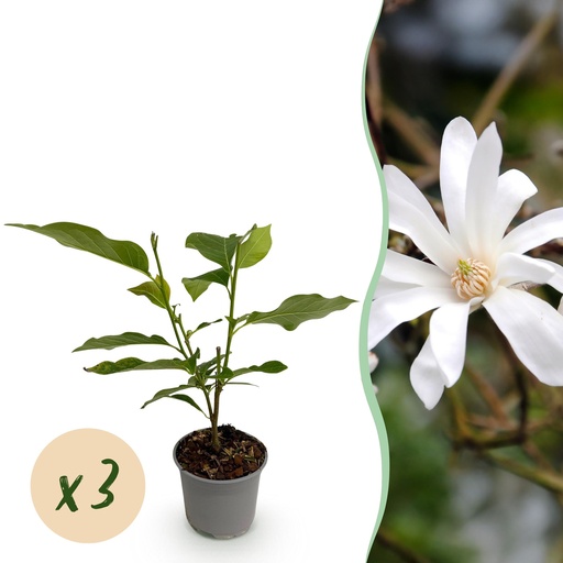 "Gartenpflanze - Magnolia stellata - Blüte Weiß - 3 Pflanzen - Laubabwerfend - Wenig Pflege - Topf 12cm Höhe 30cm image"