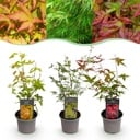Gartenpflanze - Acer palmatum Tricolour - Rot-Grün-Orange - 3 Pflanzen - Laubabwerfend - Wenig Pflege - Topf 12cm Höhe 35cm