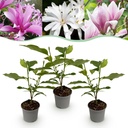 Gartenpflanze - Magnolia Tricolour - Blüte Weiß-Rosa-Lila - 3 Pflanzen - Laubabwerfend - Wenig Pflege - Topf 12cm Höhe 30cm