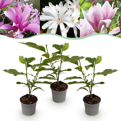 "Gartenpflanze - Magnolia Tricolour - Blüte Weiß-Rosa-Lila - 3 Pflanzen - Laubabwerfend - Wenig Pflege - Topf 12cm Höhe 30cm image"