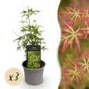 Gartenpflanze - Acer palmatum Seiryu - Grün 3 Pflanzen - Laubabwerfend - Wenig Pflege - Topf 12cm Höhe 35cm