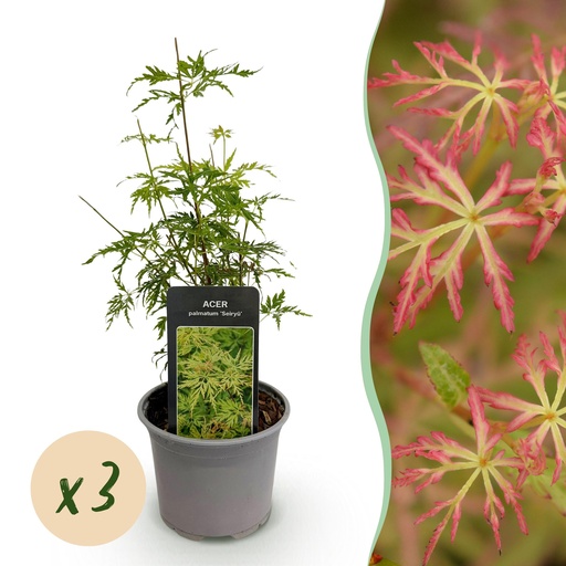"Gartenpflanze - Acer palmatum Seiryu - Grün 3 Pflanzen - Laubabwerfend - Wenig Pflege - Topf 12cm Höhe 35cm image"