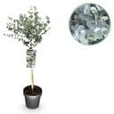 Pflanzen auf Stamm - Eucalyptus gunni Azure - Terrassenpflanze - Immergrün - Winterhart - Graues Blatt - Topf 19 cm Höhe 70 - 90 cm