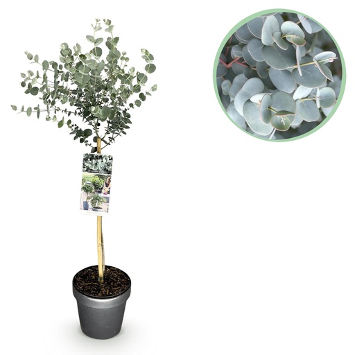 "Pflanzen auf Stamm - Eucalyptus gunni Azure - Terrassenpflanze - Immergrün - Winterhart - Graues Blatt - Topf 19 cm Höhe 70 - 90 cm image"