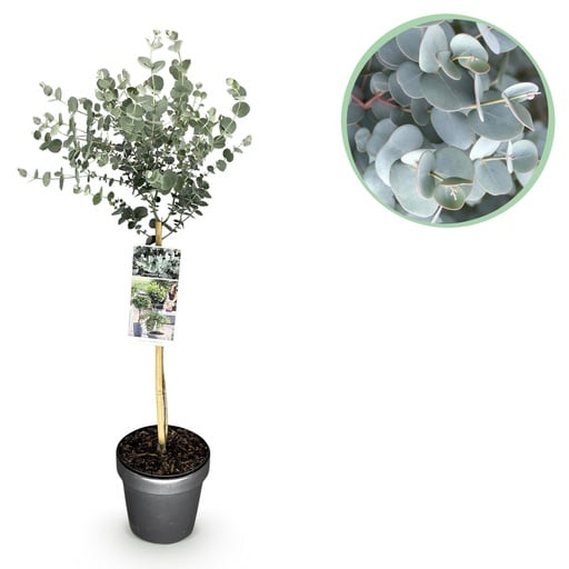 "Mostgummibaum 'Azure' (Eucalyptus gunnii) – winterharter immergrüner Baum, Topf-Ø 19 cm, Höhe ca. 70–90 cm image"