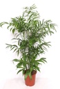 Chamaedorea Seifrizii - 180 cm 