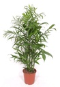 Chamaedorea Seifrizii - 150cm