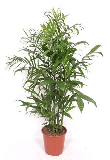 "Bambuspalme (Chamaedorea seifrizii) – pflegeleichte Zimmerpflanze, Höhe ca. 150 cm image"