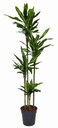 Dracaena cintho - 200cm 