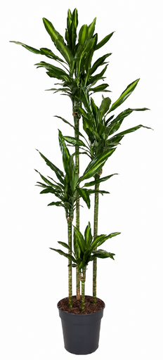 "Dracaena cintho - 200cm  image"