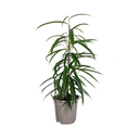 Ficus Ali (Ficus binnendijkii) – pflegeleichte Zimmerpflanze, Topf-Ø 17 cm, Höhe ca. 17 cm
