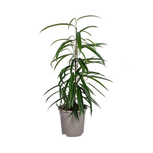"Langblättrige Feige 'Alii' (Ficus binnendijkii) – pflegeleichte Zimmerpflanze, Topf-Ø 17 cm, Höhe ca. 60–80 cm image"