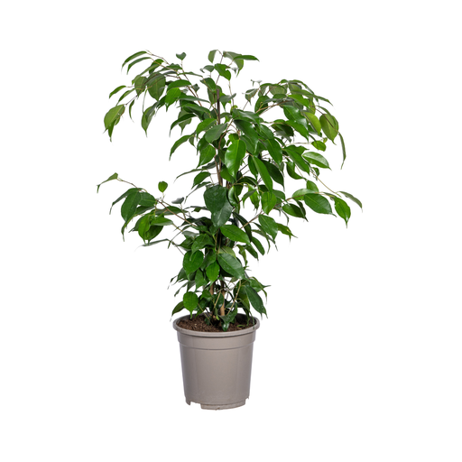 "Ficus Benjamina Exotica Ø17cm - ↕60 - 80cm image"