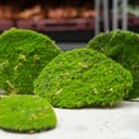 Mosplaat – Groen mos – Set van 4 – Kunstmos - ARTIFICIAL