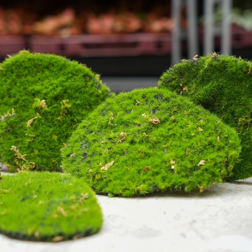 "Mosplaat – Groen mos – Set van 4 – Kunstmos - ARTIFICIAL image"