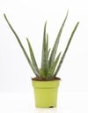 Aloe Vera P&PURE Collection - Ø12cm - ↕40cm