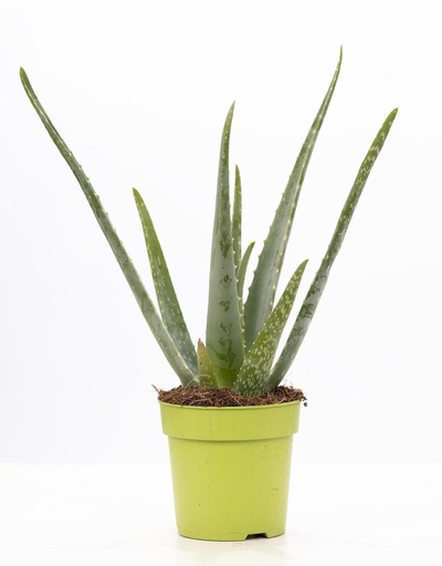"Aloe Vera P&PURE Collection - Ø12cm - ↕40cm image"