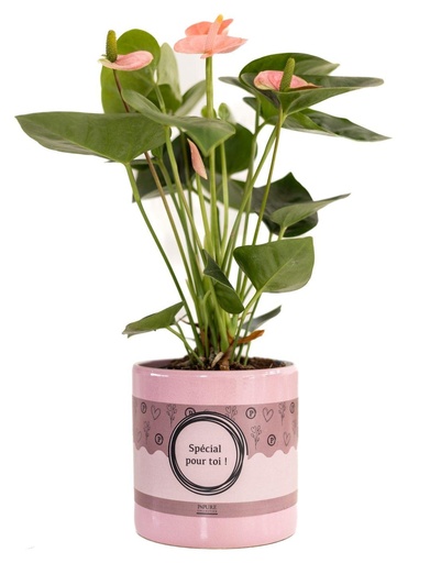 "Anthurium Pink (Spirit) In P&PURE "SPECIAL POUR TOI" Verpakking - Ø12cm - ↕45cm image"