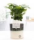 Coffea Arabica In P&PURE Illusion Cer.  - Ø12cm - ↕20cm