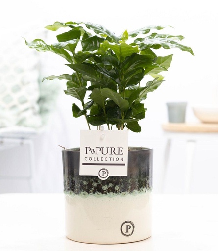 "Coffea Arabica In P&PURE Illusion Cer.  - Ø12cm - ↕20cm image"
