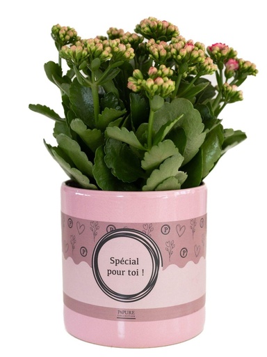 "Kalanchoe Pink In P&PURE "SPECIAL POUR TOI" Verpakking - Ø12cm - ↕27cm image"