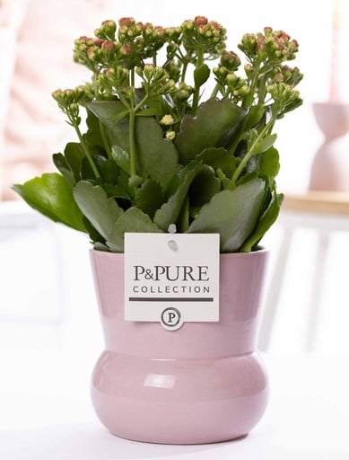 "Kalanchoe Rosa in P&PURE Pflanzvase Maxima Rosa - Ø12cm - ↕27cm image"